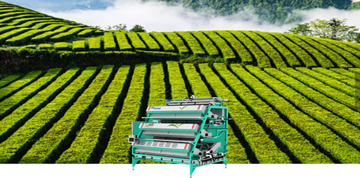 Wir feiern den Internationalen Tag des Tees 2022